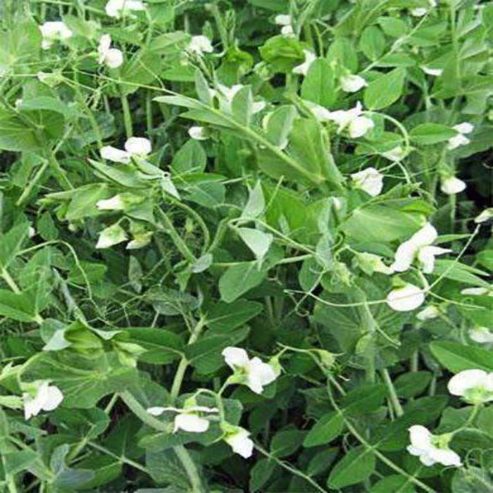 Frostmaster Organic Winter Pea Seeds: Lush green pea plants with white blossoms, perfect for winter gardening.

