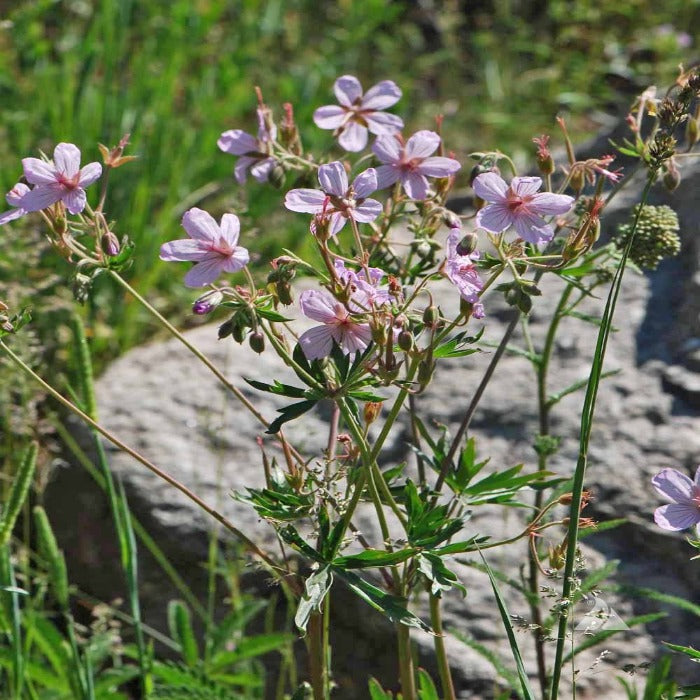 Delicate light purple wildflowers blooming outdoors near rocks.
