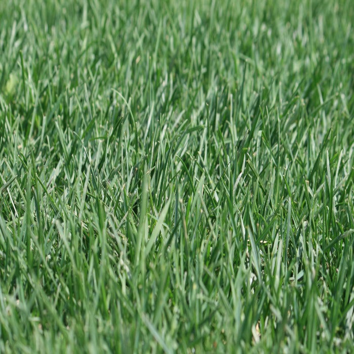 Lush green bluegrass sod, ideal for a vibrant lawn.

