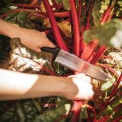 Stainless steel gardening knife harvesting vibrant red chard.
