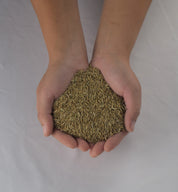 Hands cupping a pile of light brown pasture grass seed.
