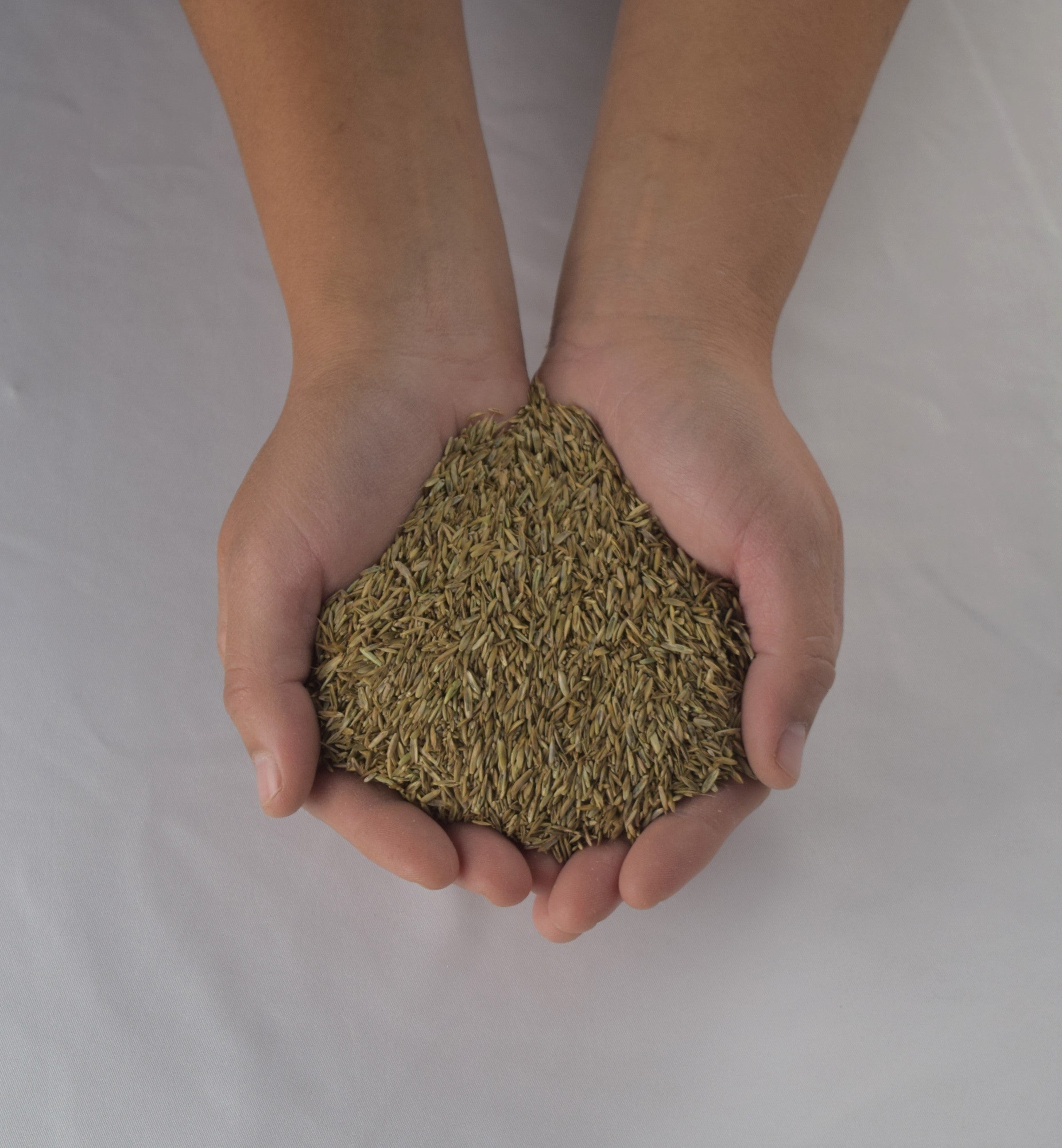 Hands cupping a pile of light brown pasture grass seed.
