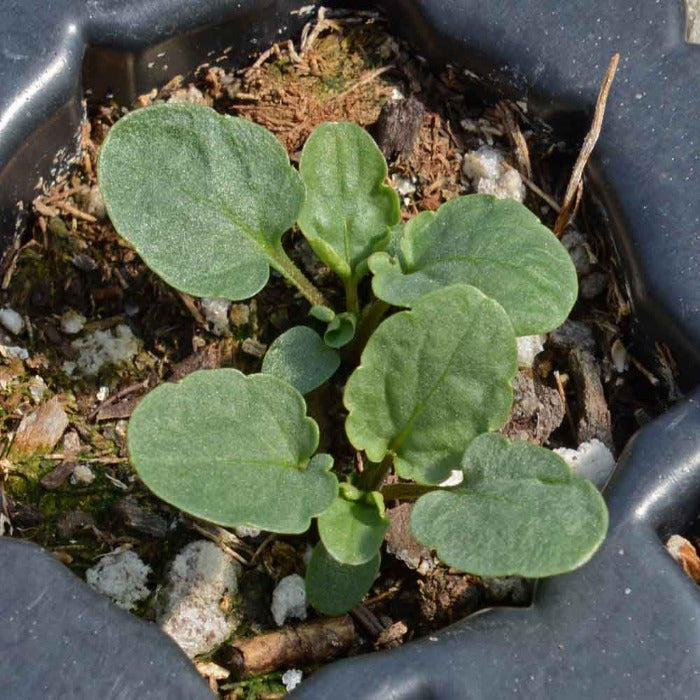 Young horned pansy seedling in a dark pot.
