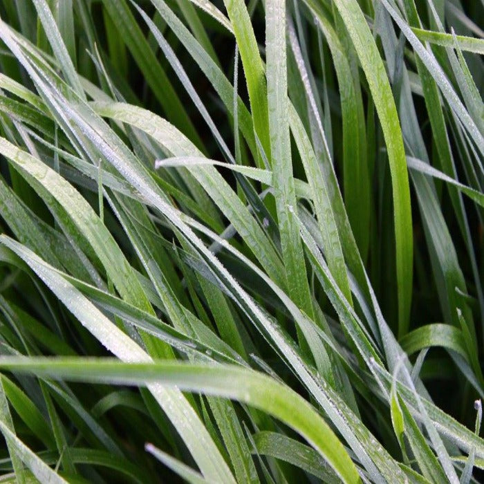 Kodiak Annual Ryegrass Seed: Lush green blades of grass, ideal for a vibrant lawn.
