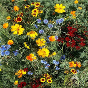 Low Growing Wildflower Mix: Vibrant orange, yellow, and blue wildflowers in a lush green garden setting.
