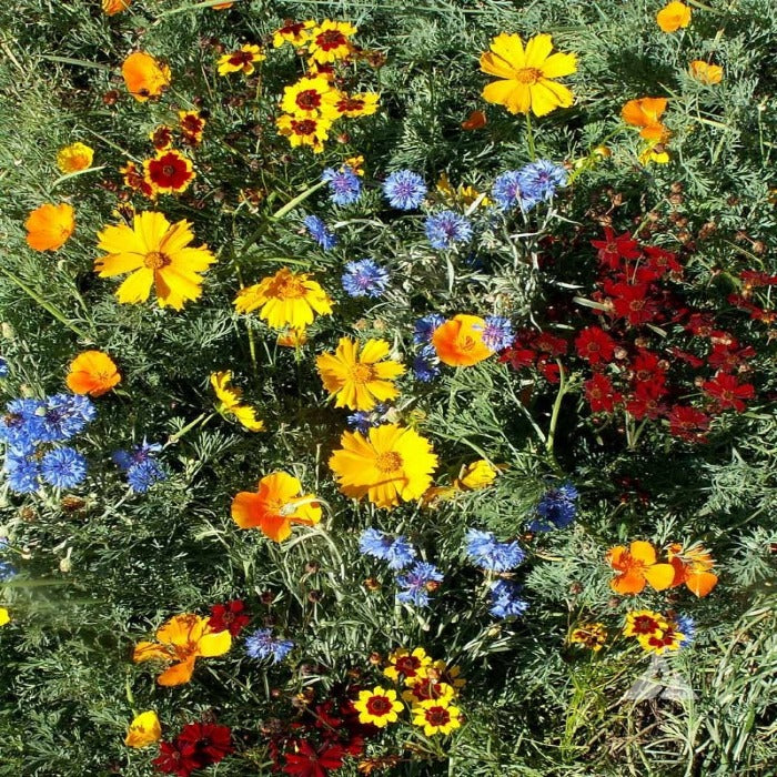 Low Growing Wildflower Mix: Vibrant orange, yellow, and blue wildflowers in a lush green garden setting.
