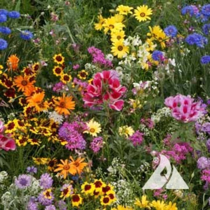 Vibrant low-growing wildflower mix in full bloom, showcasing a variety of colors and textures.
