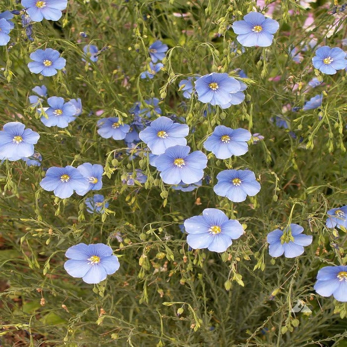 Blue Flax (Linum perenne) seeds: vibrant blue flowers for your garden.
