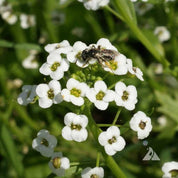 Close-up of small white alyssum flowers, a bee pollinating them amidst green foliage.
