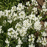 Dense cluster of small, white alyssum flowers in full bloom.
