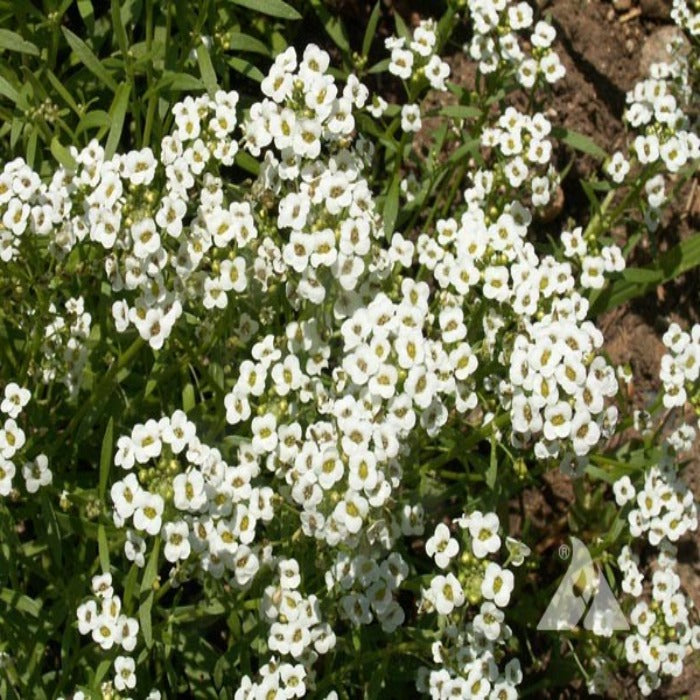 Dense cluster of small, white alyssum flowers in full bloom.
