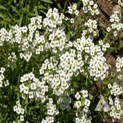 Dense cluster of small, white alyssum flowers with yellow centers, blooming in a garden bed.
