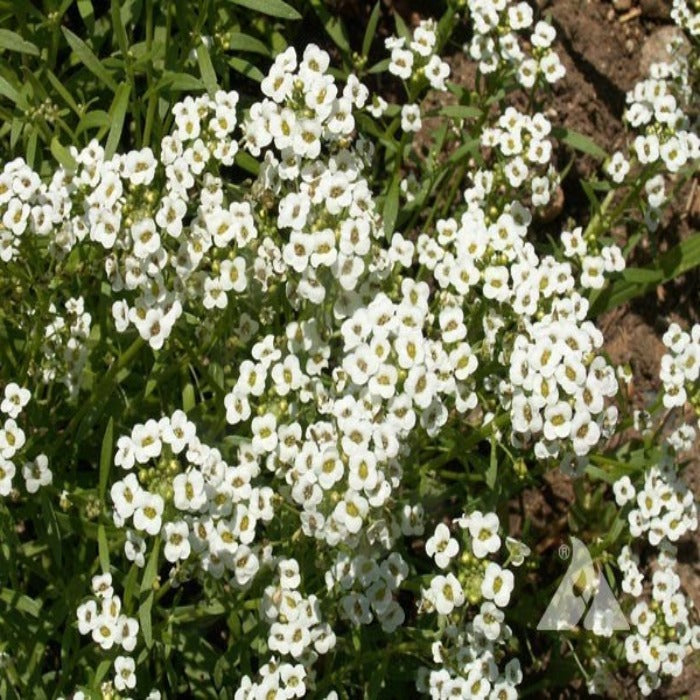 Dense cluster of small, white alyssum flowers with yellow centers, blooming in a garden bed.
