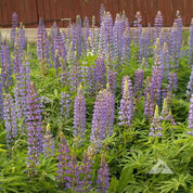 Lush perennial lupines in vibrant purple hues, thriving in a garden setting.
