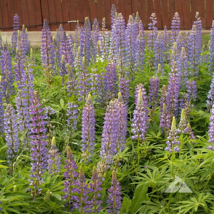 Lush perennial lupines in vibrant purple hues, thriving in a garden setting.
