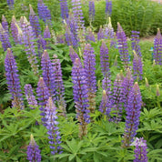 Vibrant purple lupine flowers in full bloom, surrounded by lush green foliage.
