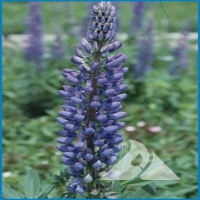 Perennial lupine blossom, vibrant purple flowers on a tall stalk, surrounded by lush green foliage.
