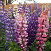 Lupine, Russell (Lupinus polyphyllus) seeds: vibrant pink, purple, and white blooms in a garden setting.

