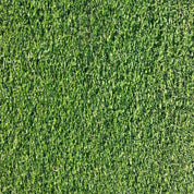 Lush green microclover ground cover, ideal for lawns and landscaping.
