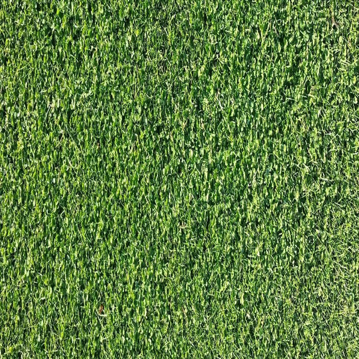 Lush green microclover ground cover, ideal for lawns and landscaping.
