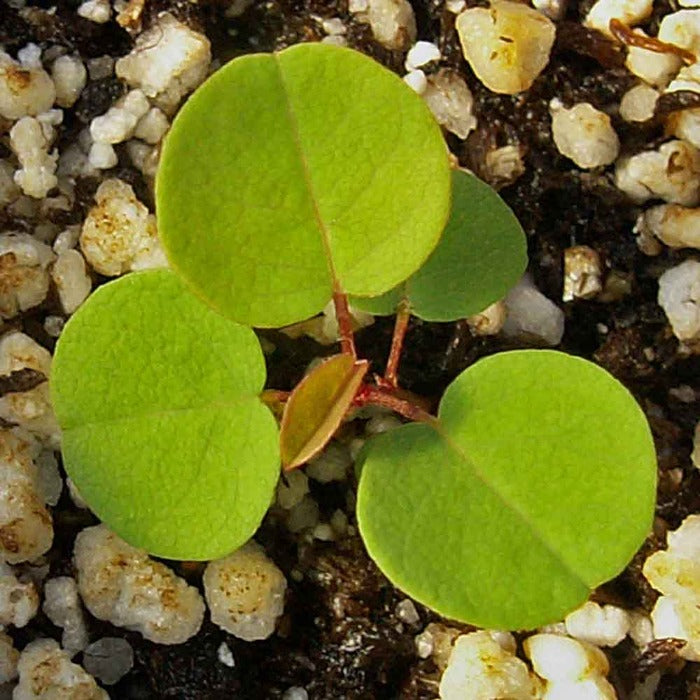 Close-up of bright green Leadplant seedling leaves emerging from soil.
