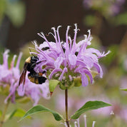 Bumblebee pollinating lavender bergamot flower
