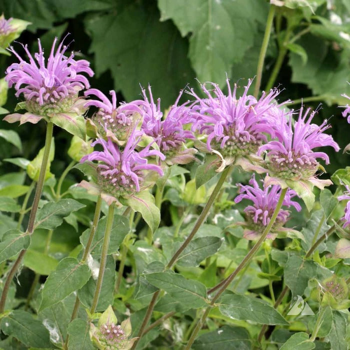 Purple bergamot flowers in bloom, showcasing their delicate, spiky petals against green foliage.
