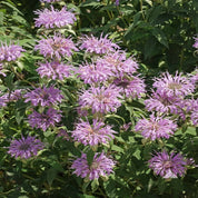 Bergamot/Bee Balm (Monarda fistulosa) plants with vibrant lavender flowers
