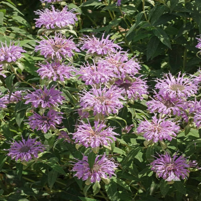 Bergamot/Bee Balm (Monarda fistulosa) plants with vibrant lavender flowers

