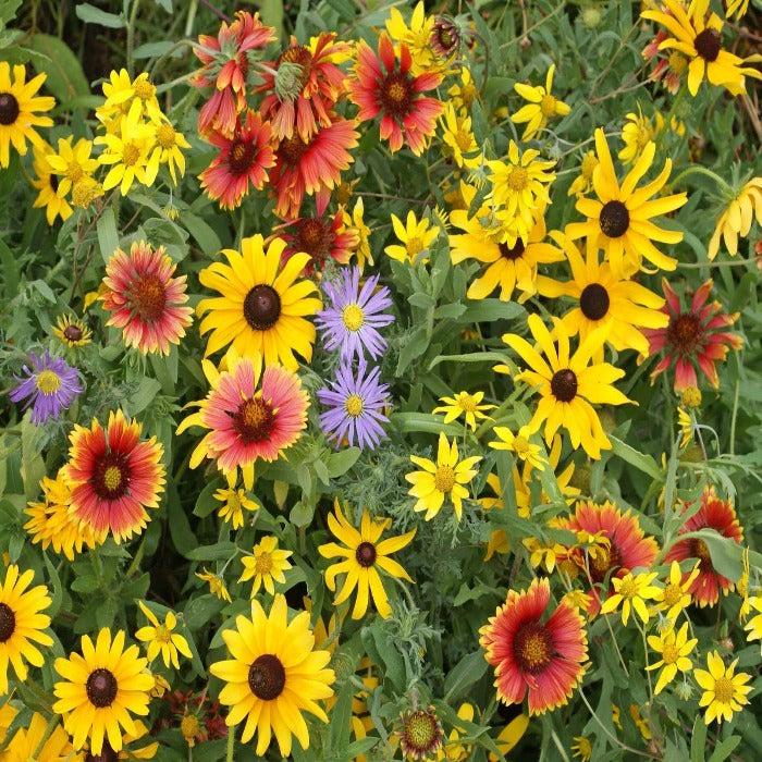 Mountain Native Mix wildflower seed blend: vibrant red, yellow, and purple wildflowers in full bloom.
