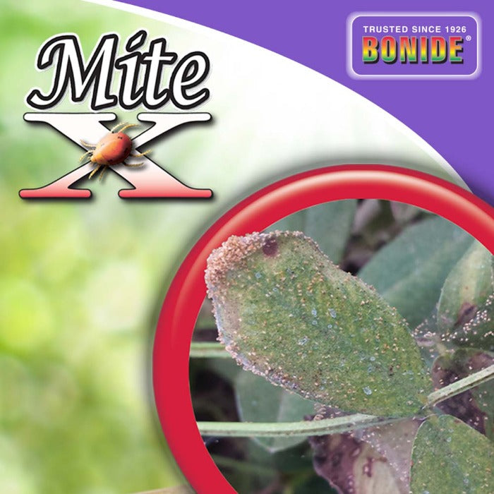 Close-up of mite-infested leaf, showcasing plant damage.
