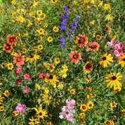 Vibrant wildflower mix showcasing red, yellow, and blue blooms in a lush green meadow.
