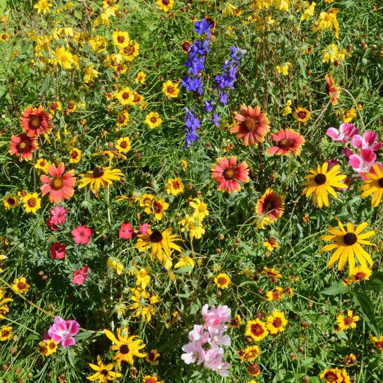 Vibrant wildflower mix showcasing red, yellow, and blue blooms in a lush green meadow.
