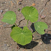 Young nasturtium plant with vibrant green leaves growing in dry soil.

