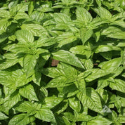 Genovese basil (Ocimum basilicum): vibrant green leaves, ideal for culinary use.

