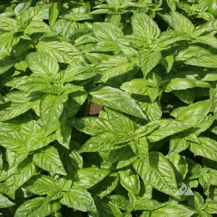 Genovese basil (Ocimum basilicum): vibrant green leaves, ideal for culinary use.
