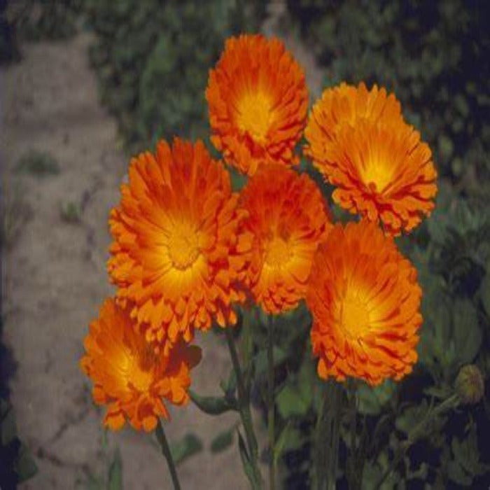 Vibrant orange calendula flowers blooming outdoors.

