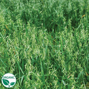 Organic Cayuse Oat Seed: Lush green oat plants ready for planting.
