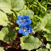Vibrant blue California bluebell flowers blooming amid lush green foliage.
