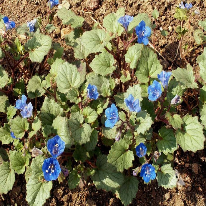 California bluebell wildflowers blooming in garden soil.
