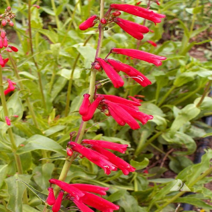 Vibrant red Penstemon Eatonii blossoms on a tall stalk, surrounded by lush green foliage.
