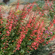 Penstemon Eaton's (Penstemon eatonii) vibrant red flowers.
