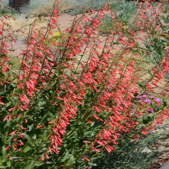 Penstemon Eaton's (Penstemon eatonii) vibrant red flowers.
