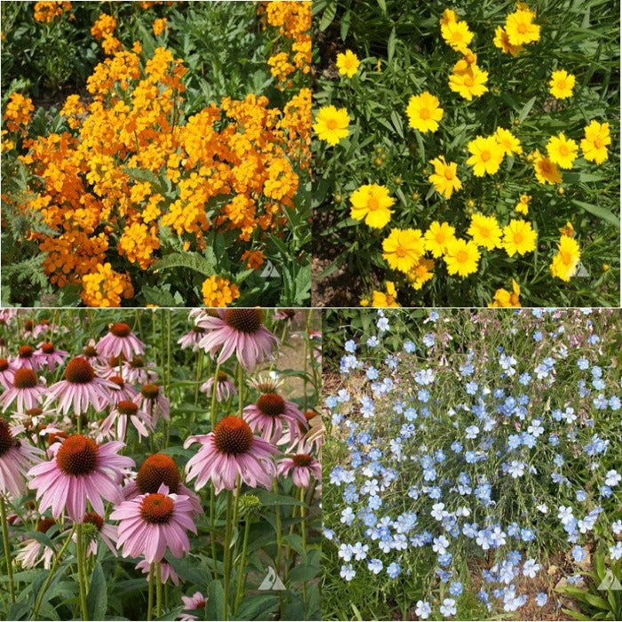 Perennial Value Mix: Orange, yellow, pink, and blue flowers in a vibrant garden mix.
