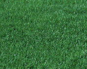  Lush green perennial ryegrass and fescue mix, ideal for lawns.
