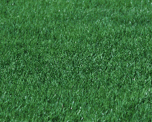 Lush green perennial ryegrass and fescue mix, ideal for lawns.
