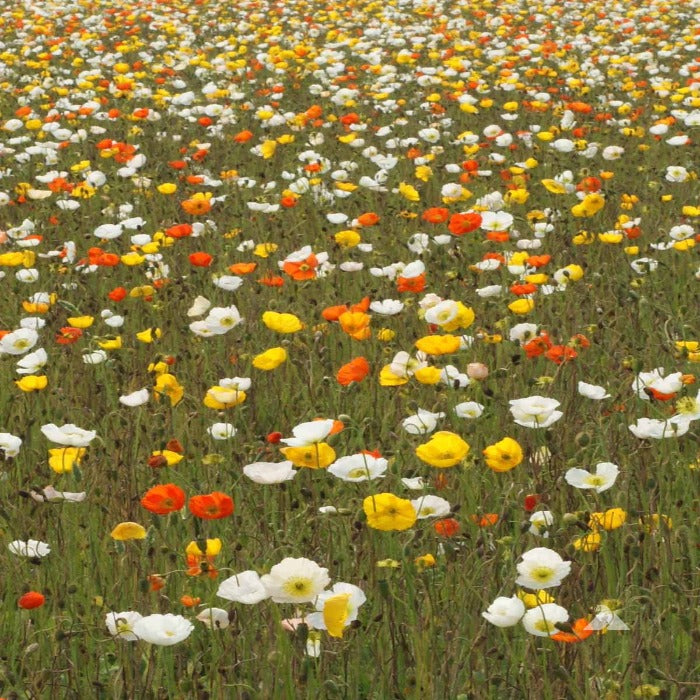 Vibrant Iceland poppy field showcasing red, yellow, and white blooms.
