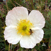White Iceland Poppy (Papaver nudicaule) blossom with bee
