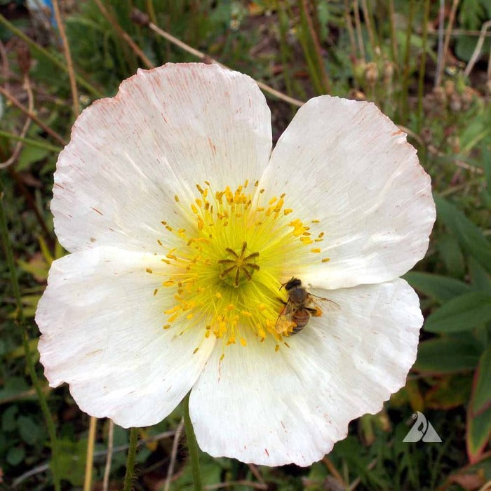 White Iceland Poppy (Papaver nudicaule) blossom with bee

