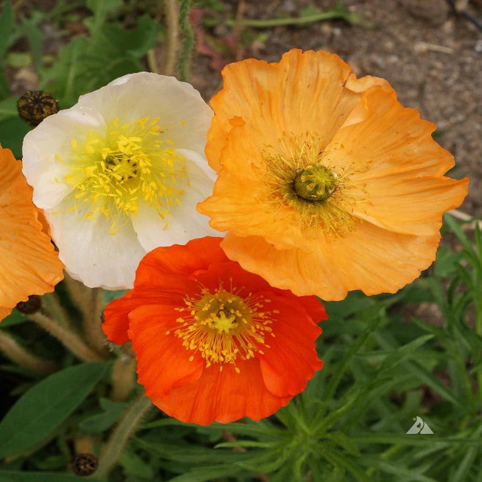 Iceland poppies in orange, white, and red, blooming in a garden bed.
